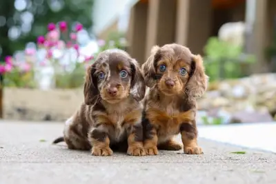 CACHORROS DACKEL EN ADOPCIÓN CON UN CARÁCTER AMOROSO