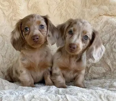 健康保证的腊肠犬幼犬待领养 49/ 1521/ 5034/ 137