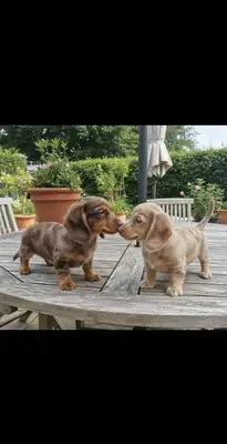 CACHORROS DACHSHUND EN ADOPCIÓN CON VACUNACIÓN COMPLETA 49/ 1521/ 5034/ 137
