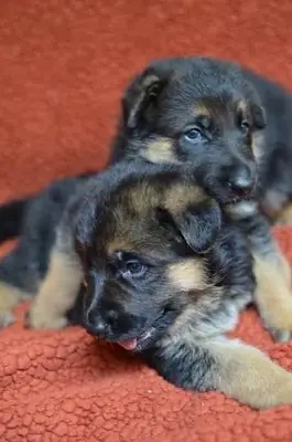 SEVGİ DOLU ALMAN ÇOBAN KÖPEKLERİ SAHİPLENMEK İÇİN