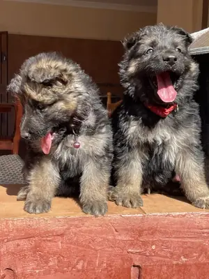 忠诚的德国牧羊犬待领养