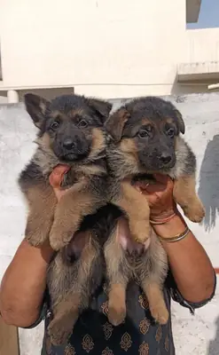 CHIENS BERGERS ALLEMANDS OBÉISSANTS À ADOPTER 49/ 1521/ 5034/ 137