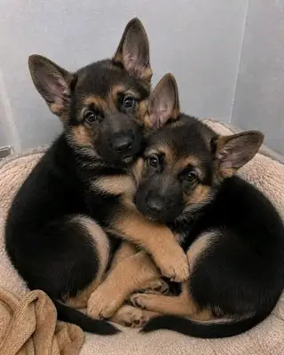 警惕的德国牧羊犬待领养