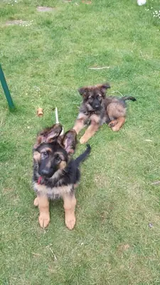 SAĞLIKLI VE AŞILANMIŞ ALMAN ÇOBAN KÖPEKLERİ EVLAT EDİLMEK İÇİN 49/ 1521/ 5034/ 137