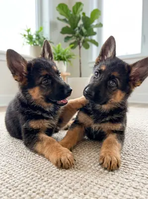 SOSYALİZE ALMAN ÇOBAN KÖPEKLERİ EVLAT EDİLMEK ÜZERE 49/ 1521/ 5034/ 137