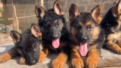 年轻德国牧羊犬待领养 49/ 1521/ 5034/ 137