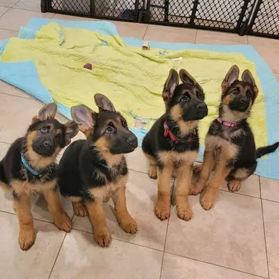 CHIENS BERGERS ALLEMANDS AVEC VACCINS À ADOPTER 49/ 1521/ 5034/ 137