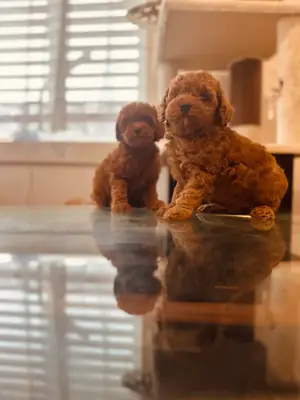 迷你贵宾犬幼犬
