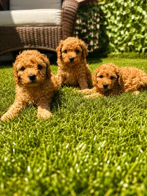Cachorros de caniche toy preciosos y sanos