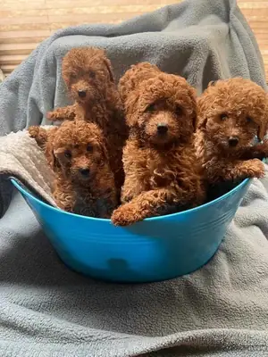 Cachorros adorables de Caniche Toy