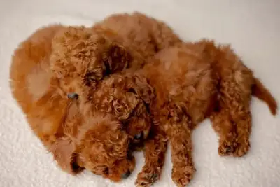 玩具贵宾犬幼犬