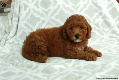 迷你金毛贵宾犬幼犬***