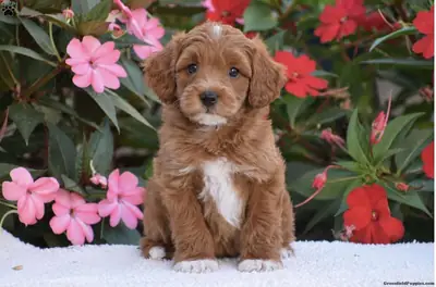 亚历克斯 – 迷你 F1BB...迷你金毛贵宾犬幼犬