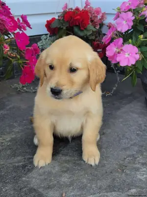 Casper - sevimli bir Golden Retriever yavrusu!