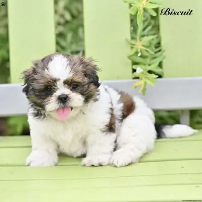 Shih Tzu Yavrusu