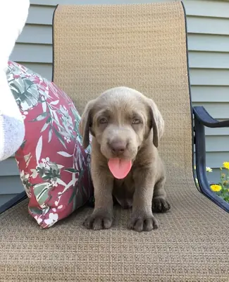Kc Registered Labrador Puppies Girls And Boys