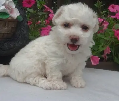 Bitchon Frise puppy for adoption