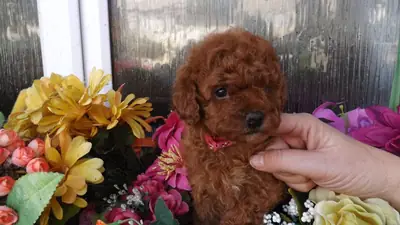 玩具贵宾犬 DNA 健康检测 KC 注册