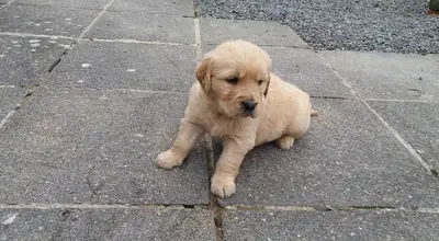Golden retriever puppies!