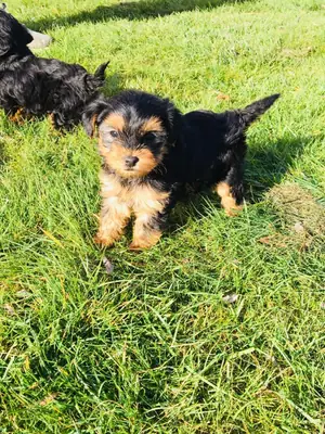 Tea-Cup Size Yorkie Puppies