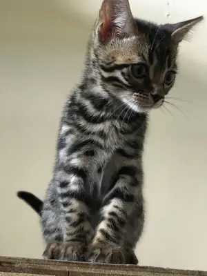 sevimli Bengal kedisi