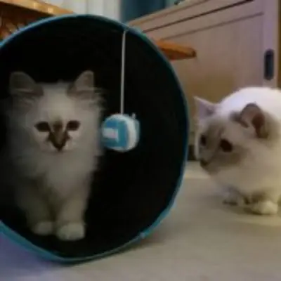 Gatitos Birman disponibles