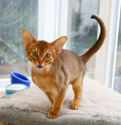 Chatons abyssins prêts pour de nouveaux foyers