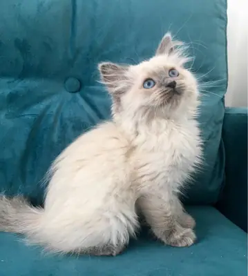 ragdoll-kedileri