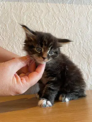 Bébés Maine coon disponibles