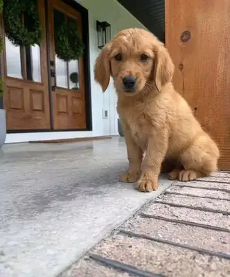 Sevimli Golden retriever yavrusu sonsuza dek bir yuva arıyor