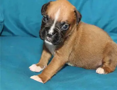 Registered Deep Red Boxer Puppies Ready Now