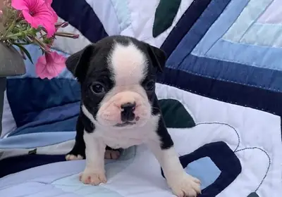 Kc Reg Boston Terrier Puppies