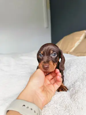 腊肠犬真的需要一个永远的家