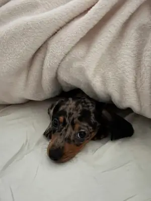 The Sweetest Little Soul Dachshund Puppies💗