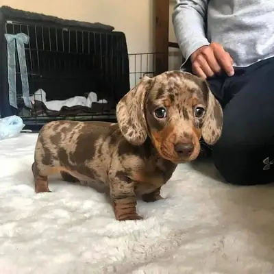  The Perfect Cuddle Partner Dachshund Puppies 🥰
