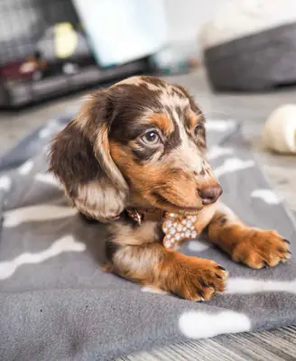 A Little Treasure Waiting for You (Dachshund Puppies)✨🐾