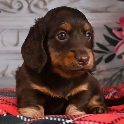 Kalbinizi Çalmaya Tasarlanmış Dachshund Yavruları