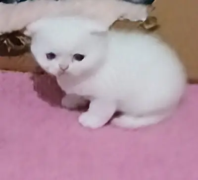 可爱的苏格兰折耳猫兄妹