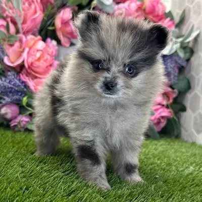 Raro Cachorro de Pomerania Blue Merle, Llamativo y Juguetón