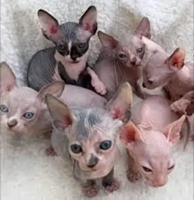现在有斯芬克斯小猫可供领养