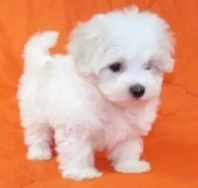 微型马尔济斯幼犬待领养