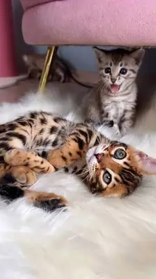 迷人的孟加拉小猫寻找新家