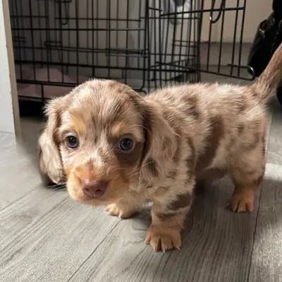 免费的美丽腊肠犬幼犬