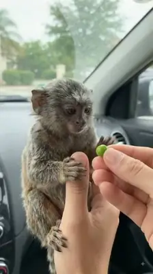 Precioso tití buscando nuevo hogar