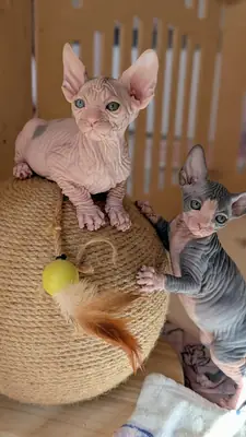 三只准备好新家的斯芬克斯小猫
