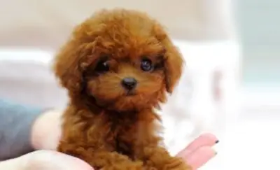 Cachorros de Caniche (Poodle) tamaño "teacup" buscando nuevo hogar