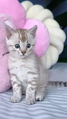 可爱的孟加拉猫小猫可供出售