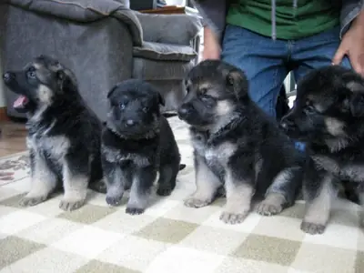 Cachorros de pastor alemán disponibles para adopción gratuita