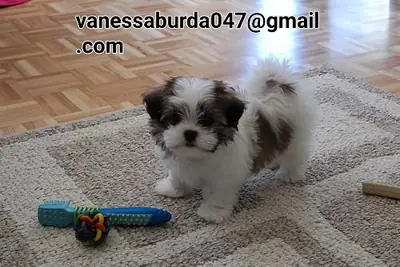 Sweet Shih Tzu puppy ( please contact me via email on photos)