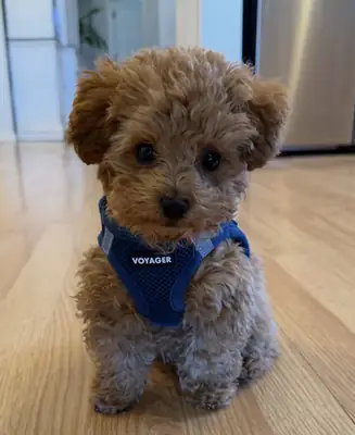 Toy poodle puppies ready for new amazing homes 